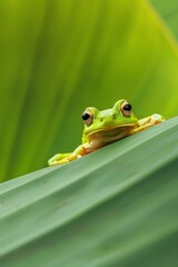 Macro Shot of Green Frog Sitting on Leaf with Blurred Background - Nature Concept for Text Overlay