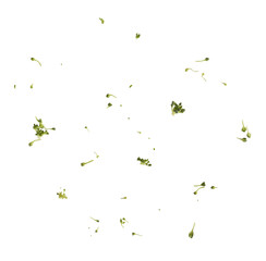 Fresh raw Brocolli cabbage falling in the air isolated on white backround. Healthy food levitation. High resolution image