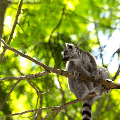Wild animals lemurs live well in the zoo