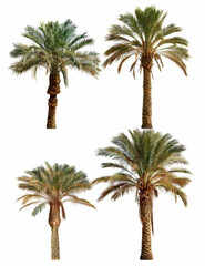 Set of Palm Trees isolated on white background