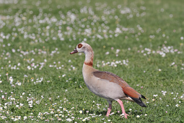 Douro river egyptian goose portrait