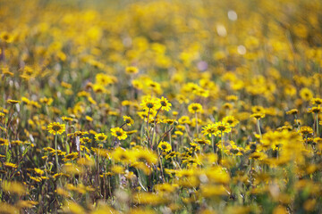 Wild flower at sunset