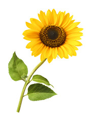 Fototapeta premium Fresh organic Sunflower falling in the air isolated on white background. High resolution image