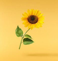 Fresh organic Sunflower falling in the air isolated on yellow background. High resolution image