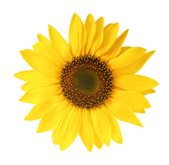 Fresh organic Sunflower falling in the air isolated on yellow background. High resolution image