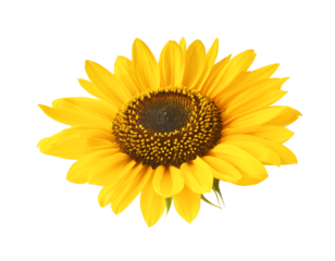 Fresh organic Sunflower falling in the air isolated on white background. High resolution image
