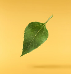 Fresh organic Sunflower Leaf falling in the air isolated on yellow background. High resolution image