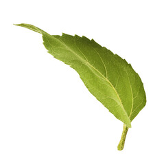 Fototapeta premium Fresh organic Sunflower Leaf falling in the air isolated on white background. High resolution image
