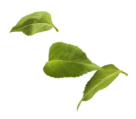 Obraz premium Fresh organic Sunflower Leaf falling in the air isolated on white background. High resolution image