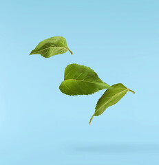 Fresh organic Sunflower Leaf falling in the air isolated on blue background. High resolution image