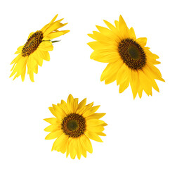 Obraz premium Fresh organic Sunflower falling in the air isolated on white background. High resolution image