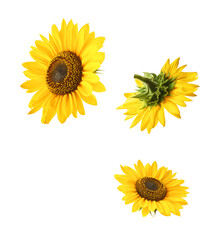 Obraz premium Fresh organic Sunflower falling in the air isolated on white background. High resolution image