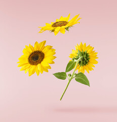 Fresh organic Sunflower falling in the air isolated on pink background. High resolution image