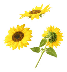 Naklejka premium Fresh organic Sunflower falling in the air isolated on white background. High resolution image