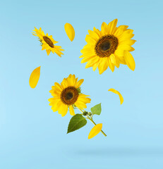Fresh organic Sunflower falling in the air isolated on blue background. High resolution image
