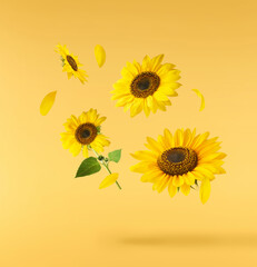 Fresh organic Sunflower falling in the air isolated on yellow background. High resolution image
