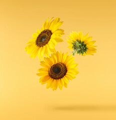 Fresh organic Sunflower falling in the air isolated on yellow background. High resolution image