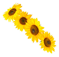 Fresh organic Sunflower falling in the air isolated on white background. High resolution image