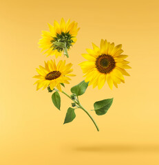 Fresh organic Sunflower falling in the air isolated on yellow background. High resolution image