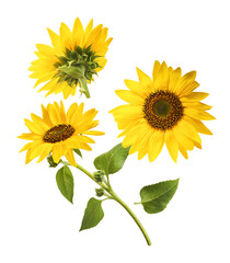 Obraz premium Fresh organic Sunflower falling in the air isolated on white background. High resolution image