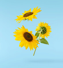 Fresh organic Sunflower falling in the air isolated on blue background. High resolution image