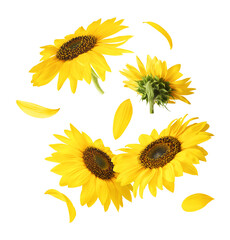 Fresh organic Sunflower falling in the air isolated on white background. High resolution image