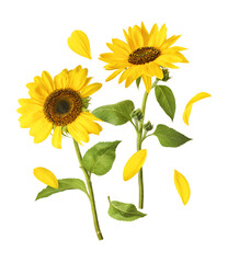 Fresh organic Sunflower falling in the air isolated on white background. High resolution image
