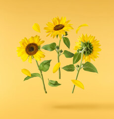Fresh organic Sunflower falling in the air isolated on yellow background. High resolution image