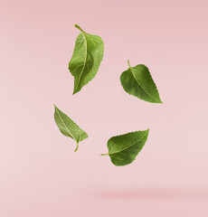 Fresh organic Sunflower Leaf falling in the air isolated on pink background. High resolution image