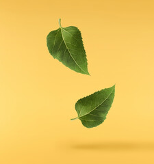 Fresh organic Sunflower Leaf falling in the air isolated on yellow background. High resolution image