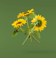 Fresh organic Sunflower falling in the air isolated on green background. High resolution image