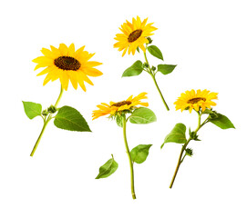 Fresh organic Sunflower falling in the air isolated on white background. High resolution image