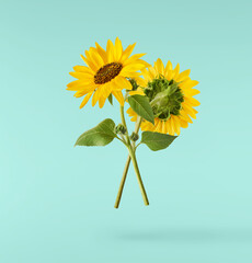 Fresh organic Sunflower falling in the air isolated on blue background. High resolution image