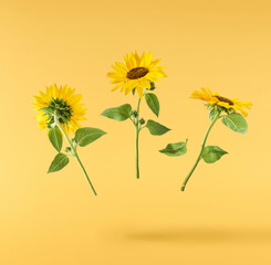 Fresh organic Sunflower falling in the air isolated on yellow background. High resolution image