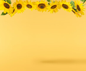 Fresh organic Sunflower falling in the air isolated on yellow background. High resolution image