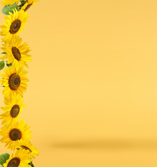 Fresh organic Sunflower falling in the air isolated on yellow background. High resolution image