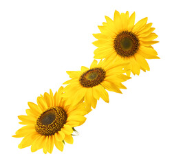 Fresh organic Sunflower falling in the air isolated on white background. High resolution image