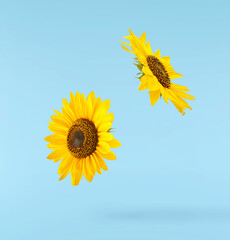 Fresh organic Sunflower falling in the air isolated on blue background. High resolution image