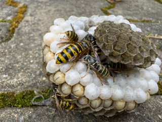 Wasps in the nest hatching the young in the wildlife