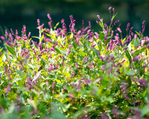 pink and white flowers