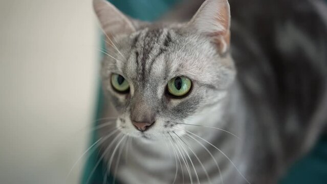 In the living room, a gray tabby cat was paying attention to something. He looked up intently at the thing high up.