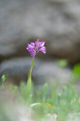 Three-toothed Orchid - Neotinea tridentata, beautiful colored flowering plant from European meadows and woodlands, Orchis tridentata. Laconi. Sardinia, Italy 