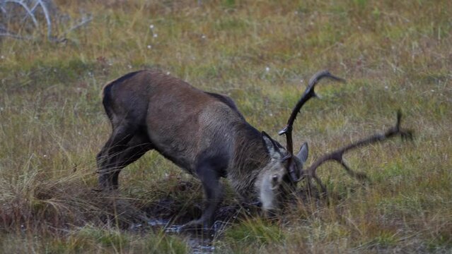 red stag, cervus elaphus, in the rutting season on the mountains in a mud bath at a autumn evening