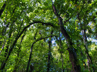 Fototapeta premium Pristine, dense rain forest showing lush foliage on the Vermont Nature Trail on the Caribbean island of St Vincent.