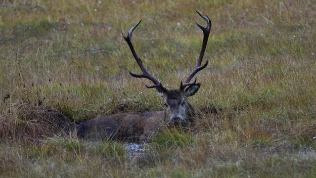 red stag, cervus elaphus, in the rutting season on the mountains in a mud bath at a autumn evening