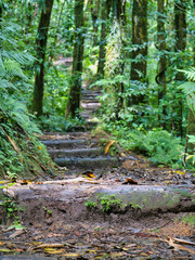 Steps on a footpath leading into the distance, taken on the Vermont Nature Trail on the island of St Vincent in the Caribbean.