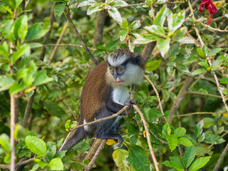 One mona monkey in a tree on the island of Grenada in the Caribbean. Taken at Grand Etang National...