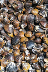 background of clam shells