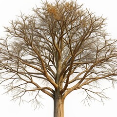 Fototapeta premium Majestic Leafless Tree with Intricate Branches Against a White Background - Perfect for Nature, Seasonal, and Environmental Themes in Stock Photography