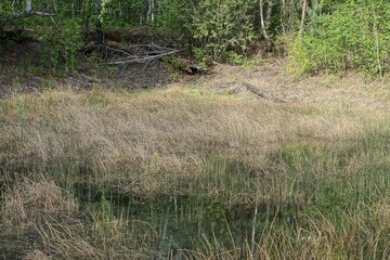 green gray grass in water overgrown swamp in nature
